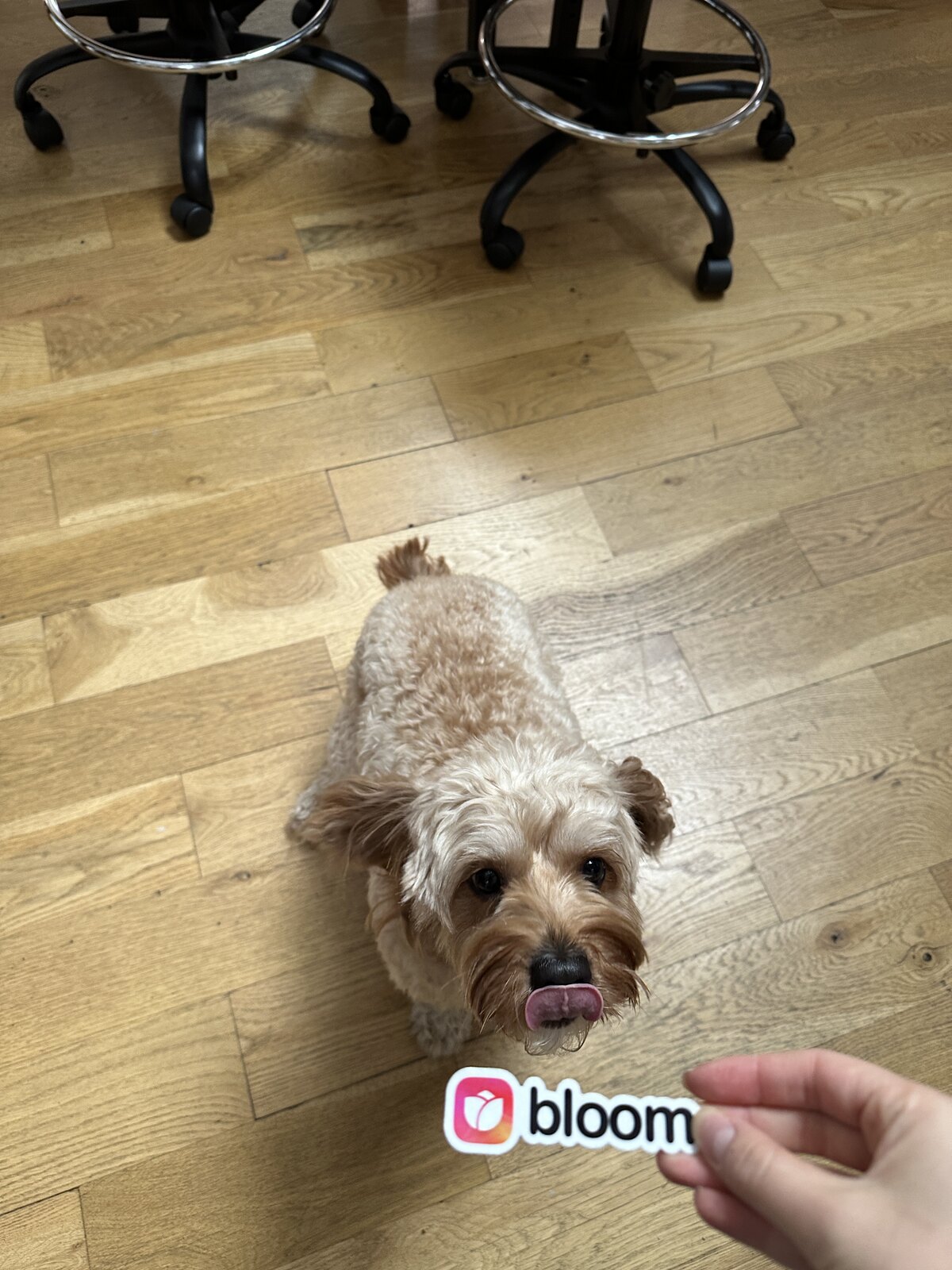 A dog with a Bloom sticker at the Bloom office